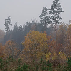 photo "***"