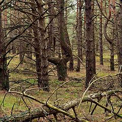 фото "дремучий лес"