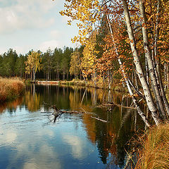 фото "autumn"