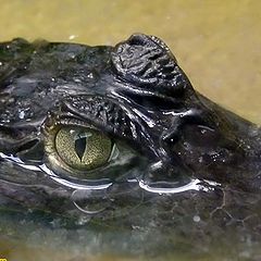 photo "крокодил"