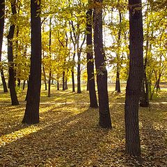 фото "Золотая осень"