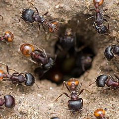 фото "Ants at entrance to nest"