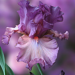 photo "For ... and All who like Irises"