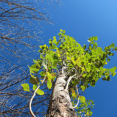 photo "Autumn sky"