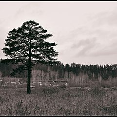 photo "Lonely Pine"