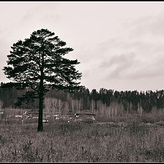 фото "Одинокая Сосенка"