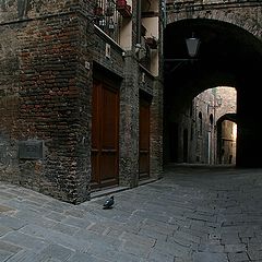 photo "The Lonesome pigeon"