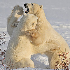 фото "Arctic wrestling"