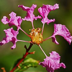 photo "Crape Myrtle"