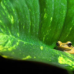 photo "frog"