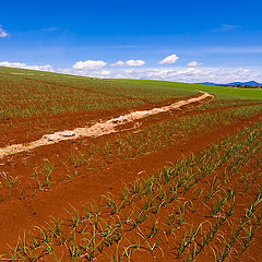 photo "Future harvest"