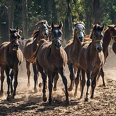 фото "Gallop 2"