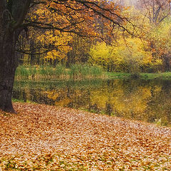 photo "Looking to the autumn"