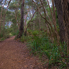 фото "Tasmanian forest"
