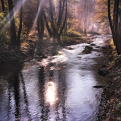 photo "Magical Forest"