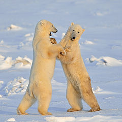 фото "Polar bear dance"