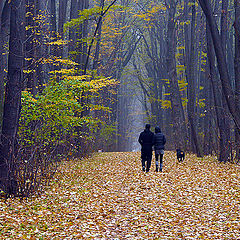 фото "The walk"