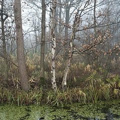 photo "#6549 Swamp"