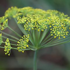 photo "The ordinary dill"