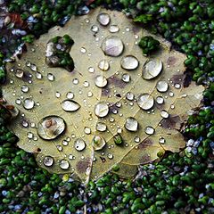 photo "drops"