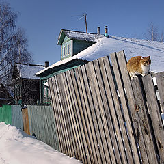 фото "Вдоль забора"