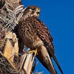 photo "Falcon"