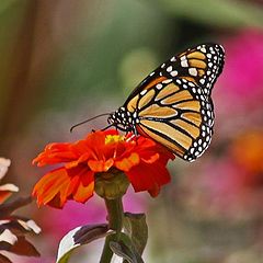 photo "Monarch On Throne"