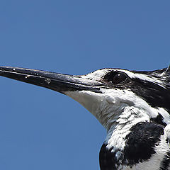 фото "King fisher 2"