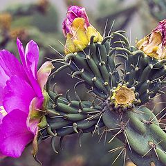 фото "Cactus in bloom"