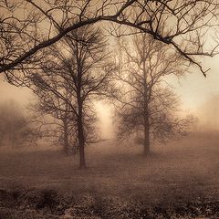 photo "Trees in the Mist"