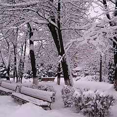 фото "На заснеженных аллеях"