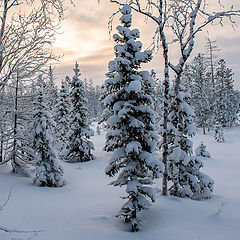 фото "В зимнем лесу."