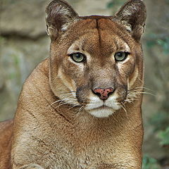 фото "Portrait of a puma"