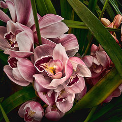 фото "Floral macro1"