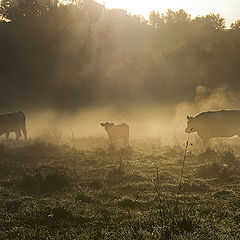 фото "dawn in the autumn"