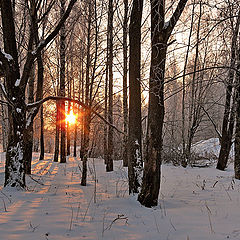 фото "Холодное солнце декабря"