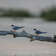 фото "Кто крайний на взлет"