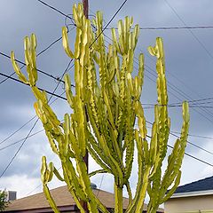 photo "Cactus in my backyard"