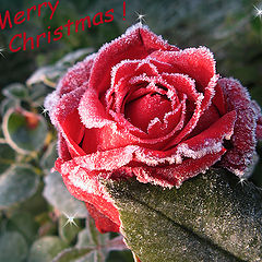 фото "Merry X-mas, my dear friends!"