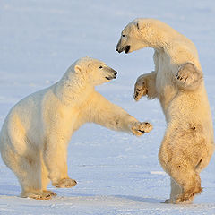 фото "Polar bear style"