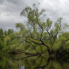 фото "Старая ива"