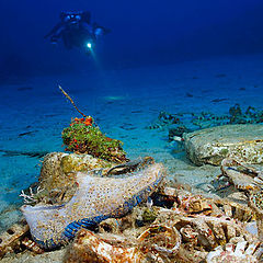 photo "Underwater shoe store"