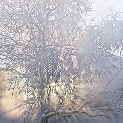 photo "frosty morning"