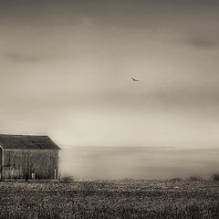 photo "Solitude"