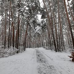 фото "зима в парке"