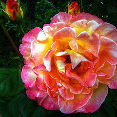 photo "Colored Rose"