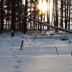 фото "Валежник №1"