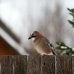 photo "Merry Christmas, neighbors!"