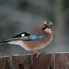 photo "New year's Jay - 2"