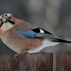 photo "New year's Jay - 3"